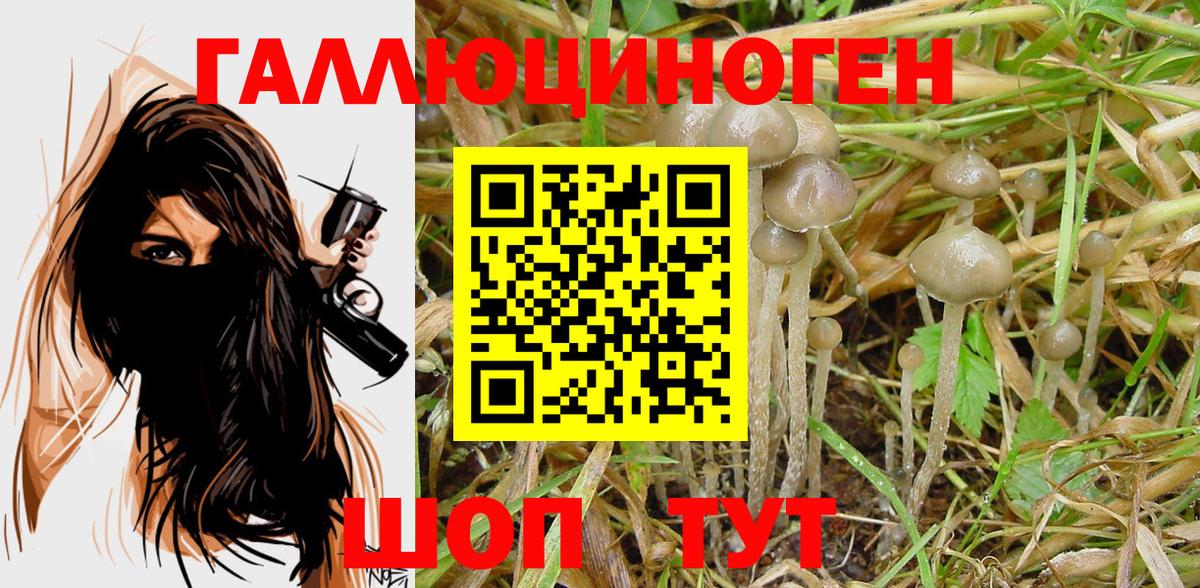 Псилоцибиновые грибы Psilocybe Артёмовский